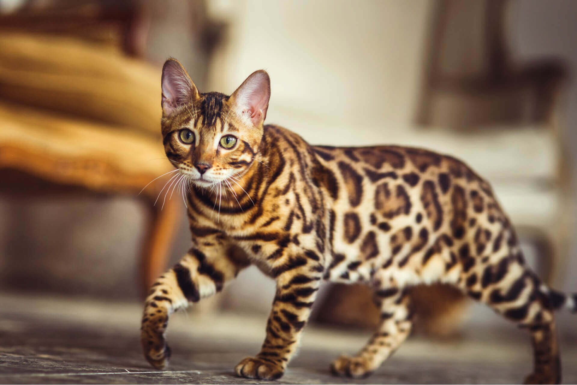 бенгальская короткошерстная кошка